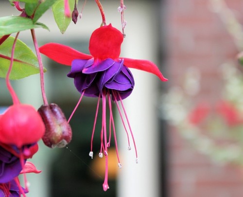 las-mejores-flores-para-el-balcon-10