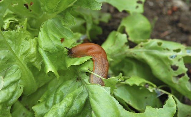 Snail on Salad