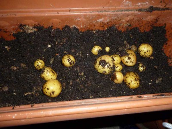 10-maneras-diferentes-de-cultivar-patatas-03