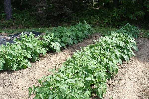 10-maneras-diferentes-de-cultivar-patatas-05