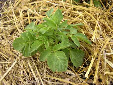 10-maneras-diferentes-de-cultivar-patatas-06