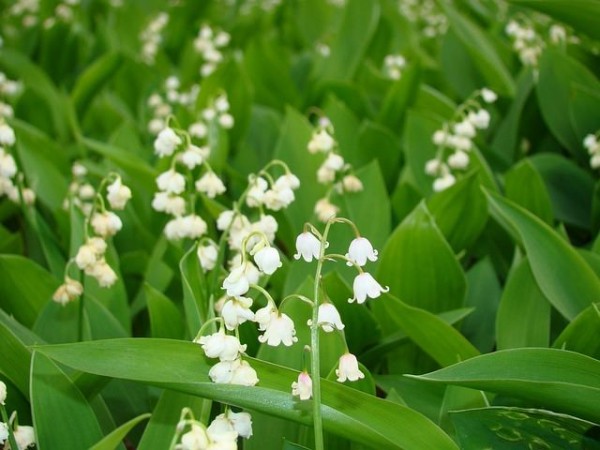 13-flores-muy-comunes-que-son-venenosas-09