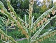 imagen 6 tips para cultivar maíz en pequeñas superficies