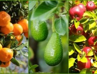 imagen 9 consejos para cosechar más fruta