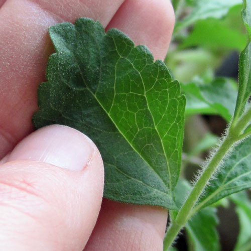 como-cultivar-la-stevia-y-preparar-su-extracto-03