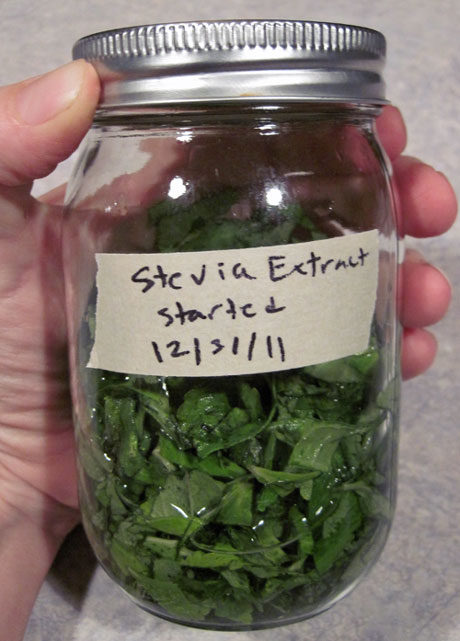 como-cultivar-la-stevia-y-preparar-su-extracto-04