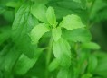 imagen Cómo cultivar la stevia y preparar su extracto endulzante