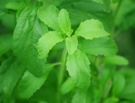 imagen Cómo cultivar la stevia y preparar su extracto endulzante