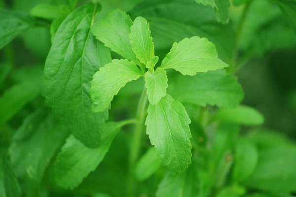 como-cultivar-la-stevia-y-preparar-su-extracto-10