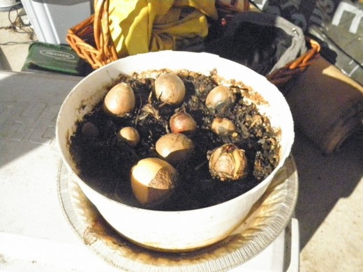como-germinar-semillas-de-aguacate-con-exito-02