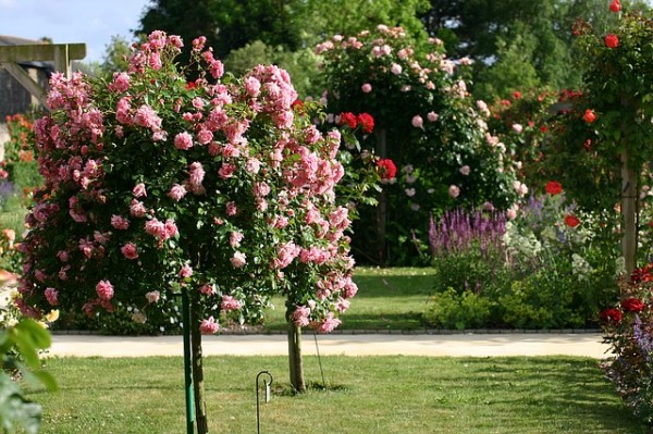 consejos-naturales-para-tener-las-mejores-rosas-07