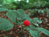 imagen Cultivo y cuidados del ginseng