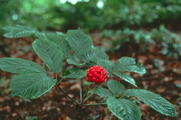 cuidados-y-cultivo-del-ginseng-01