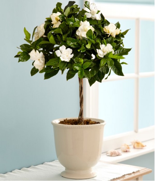 cultivar-gardenias-en-maceta-01