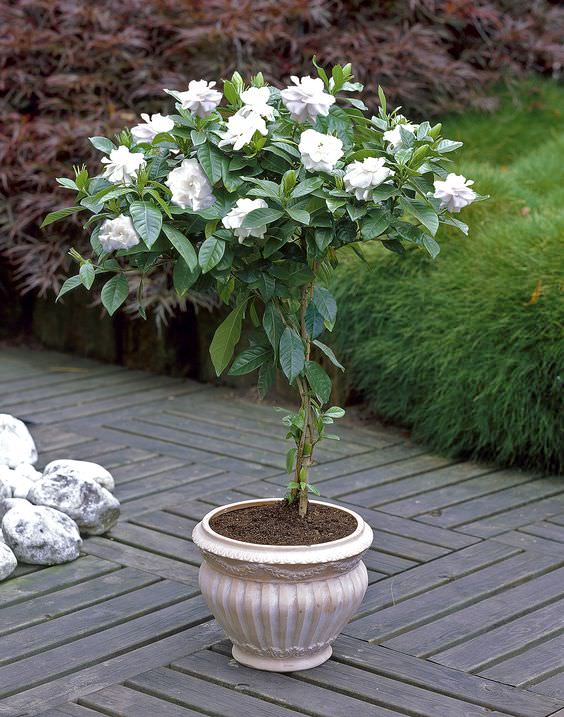 Cultivar gardenias en maceta