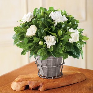 cultivar-gardenias-en-maceta-03