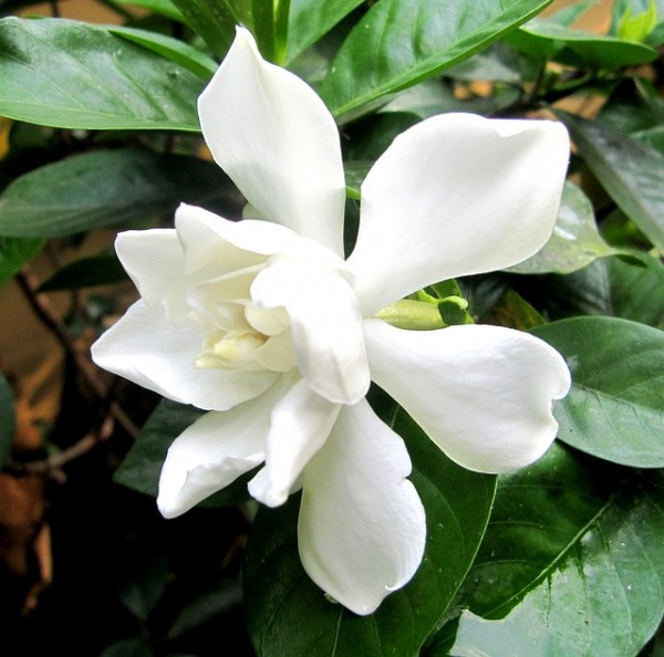 cultivar-gardenias-en-maceta-04