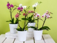 imagen Sencillo truco para regar correctamente tus orquídeas