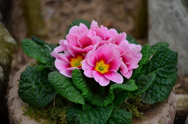 plantas-que-florecen-en-primavera-01