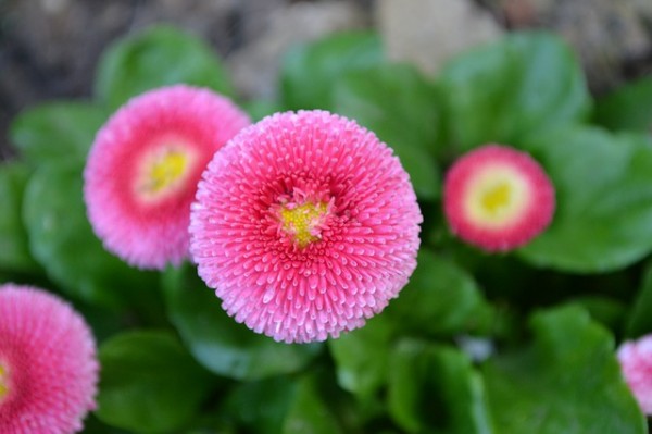 Algunas plantas que florecen en primavera