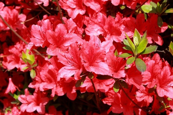 Algunas plantas que florecen en primavera