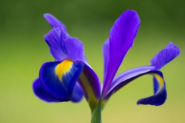 plantas-que-florecen-en-primavera-10