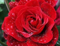 imagen Consejos naturales para tener las mejores rosas