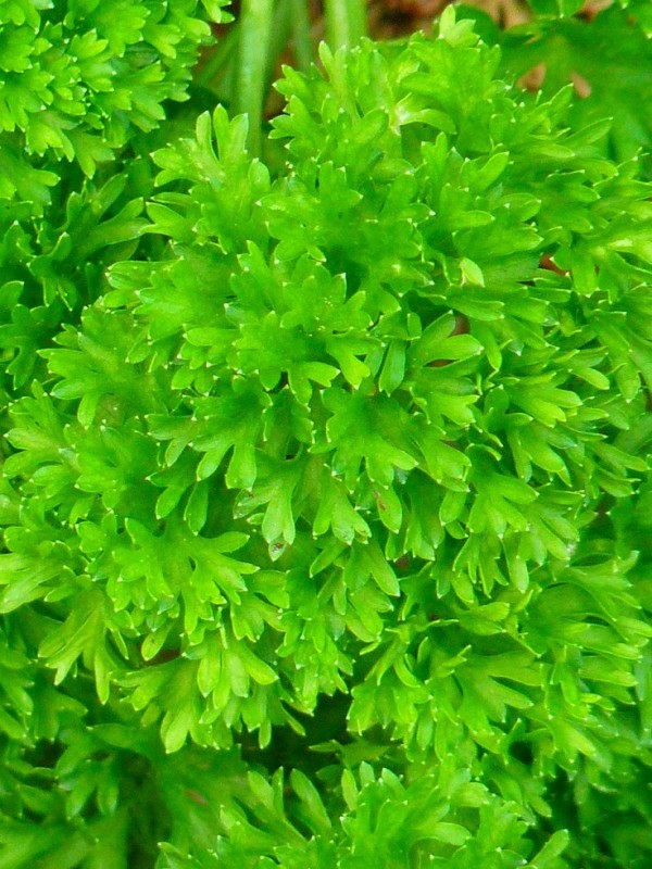top-10-de-plantas-y-bulbos-de-primavera-10