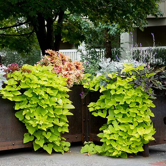 10-sorprendentes-plantas-para-cultivar-en-maceta-04