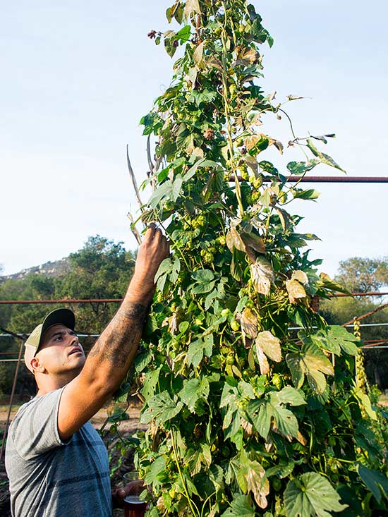 10-sorprendentes-plantas-para-cultivar-en-maceta-06