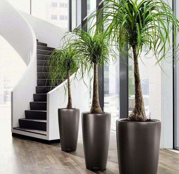 19 plantas de interior sin mantenimiento