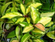 imagen 19 plantas de interior sin mantenimiento