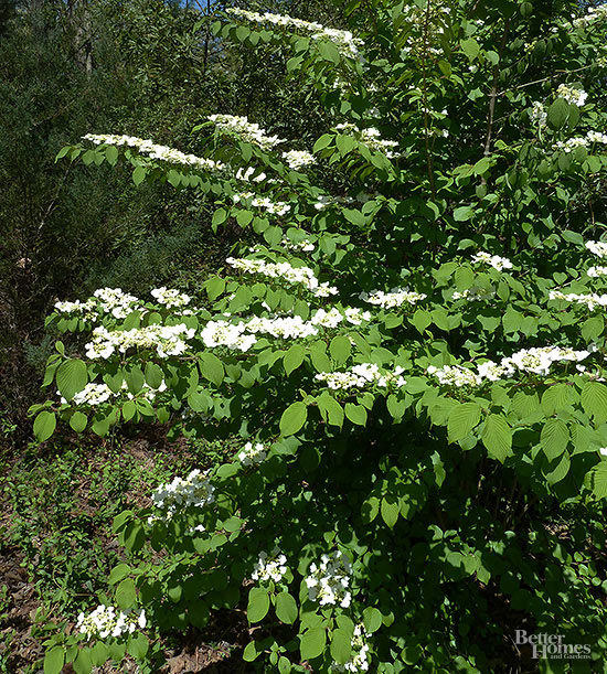 arbustos-para-cultivar-en-sombra-12