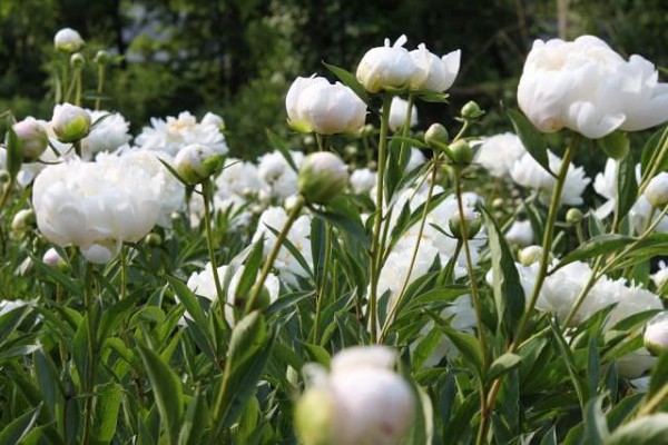 como-conseguir-unas-peonias-perfectas-01