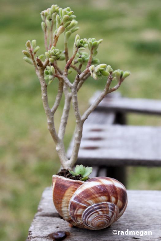 como-usar-conchas-de-moluscos-en-jardineria-06