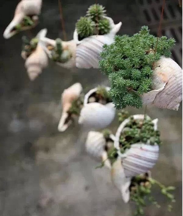 como-usar-conchas-de-moluscos-en-jardineria-08