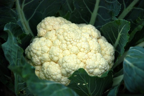 cultivar-coliflores-en-maceta-03