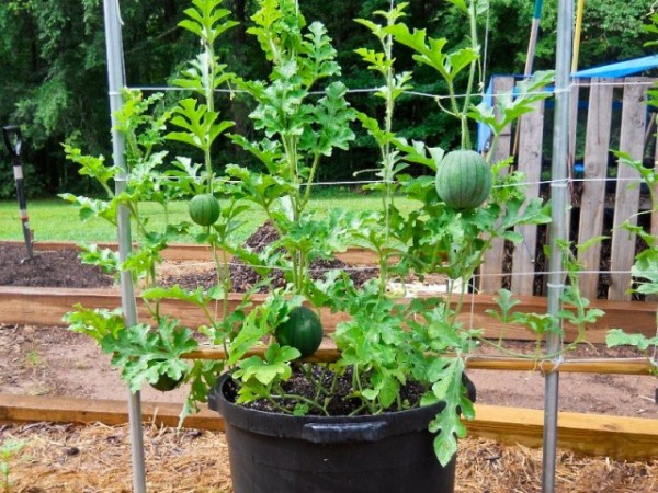 cultivar-sandias-en-macetas-01