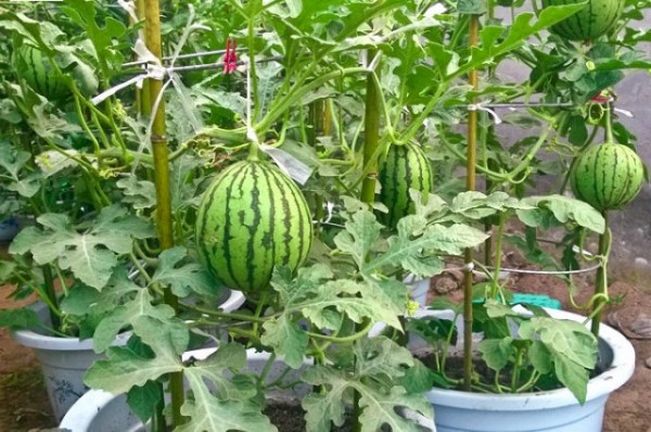 cultivar-sandias-en-macetas-02