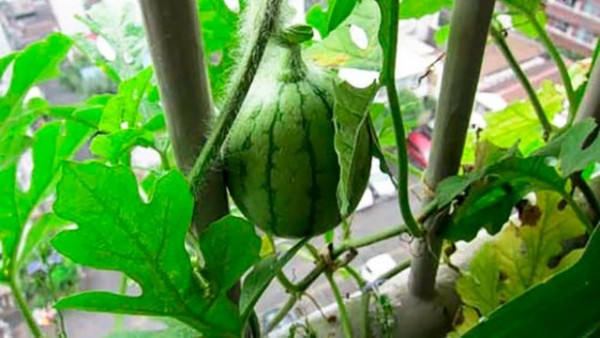 cultivar-sandias-en-macetas-04