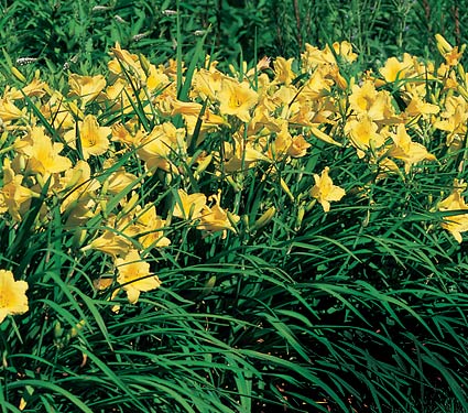 El cultivo del hemerocalis o azucena amarilla