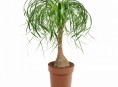 imagen Las 18 mejores plantas grandes de interior