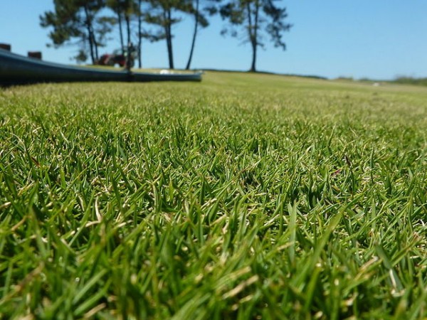 zoysia-tenuifolia-como-alternativa-al-cesped-01