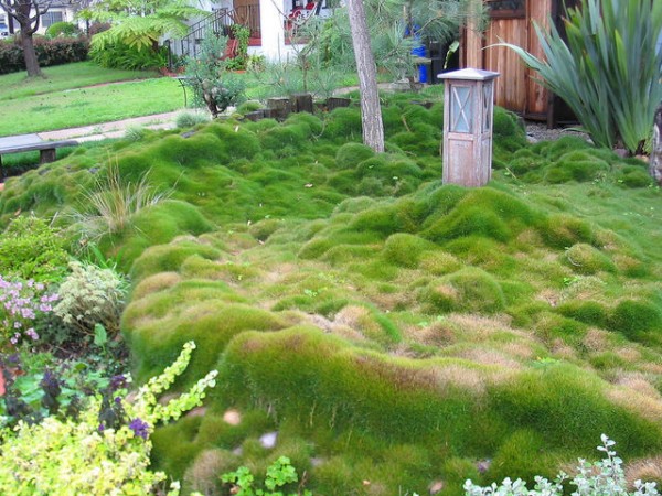 zoysia-tenuifolia-como-alternativa-al-cesped-02