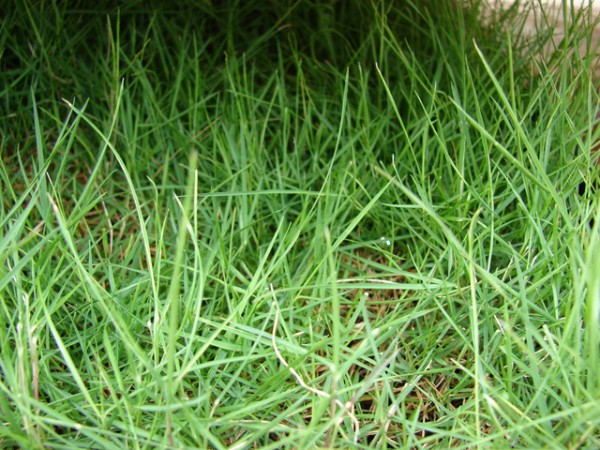 zoysia-tenuifolia-como-alternativa-al-cesped-05