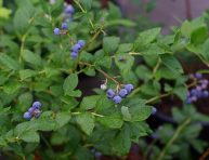 imagen Cómo cultivar arándanos