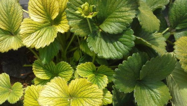 cuando-las-hojas-de-tus-plantas-se-vuelven-amarillas-01