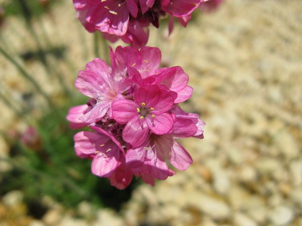 el-cultivo-de-la-armeria-maritima-02