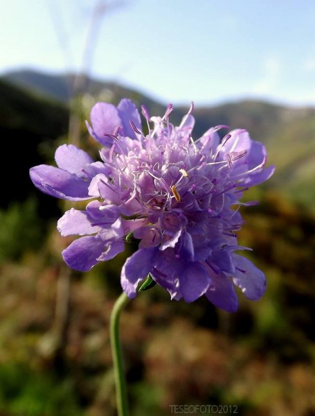 el-cultivo-de-la-armeria-maritima-03