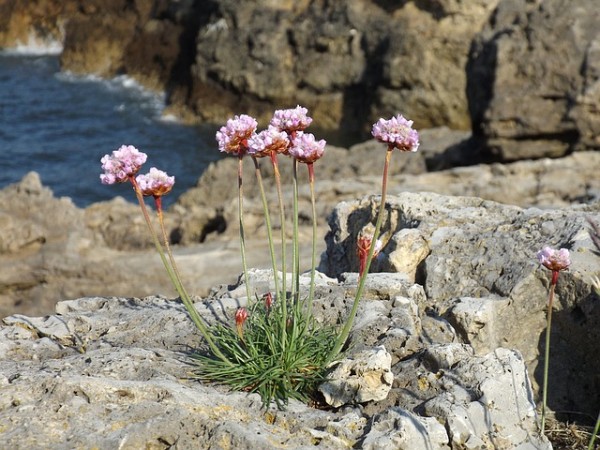 el-cultivo-de-la-armeria-maritima-04